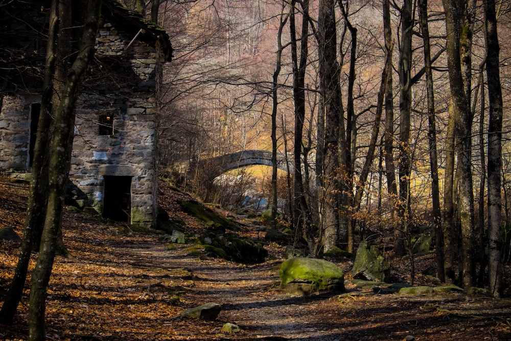 Le più belle foreste d'Italia
