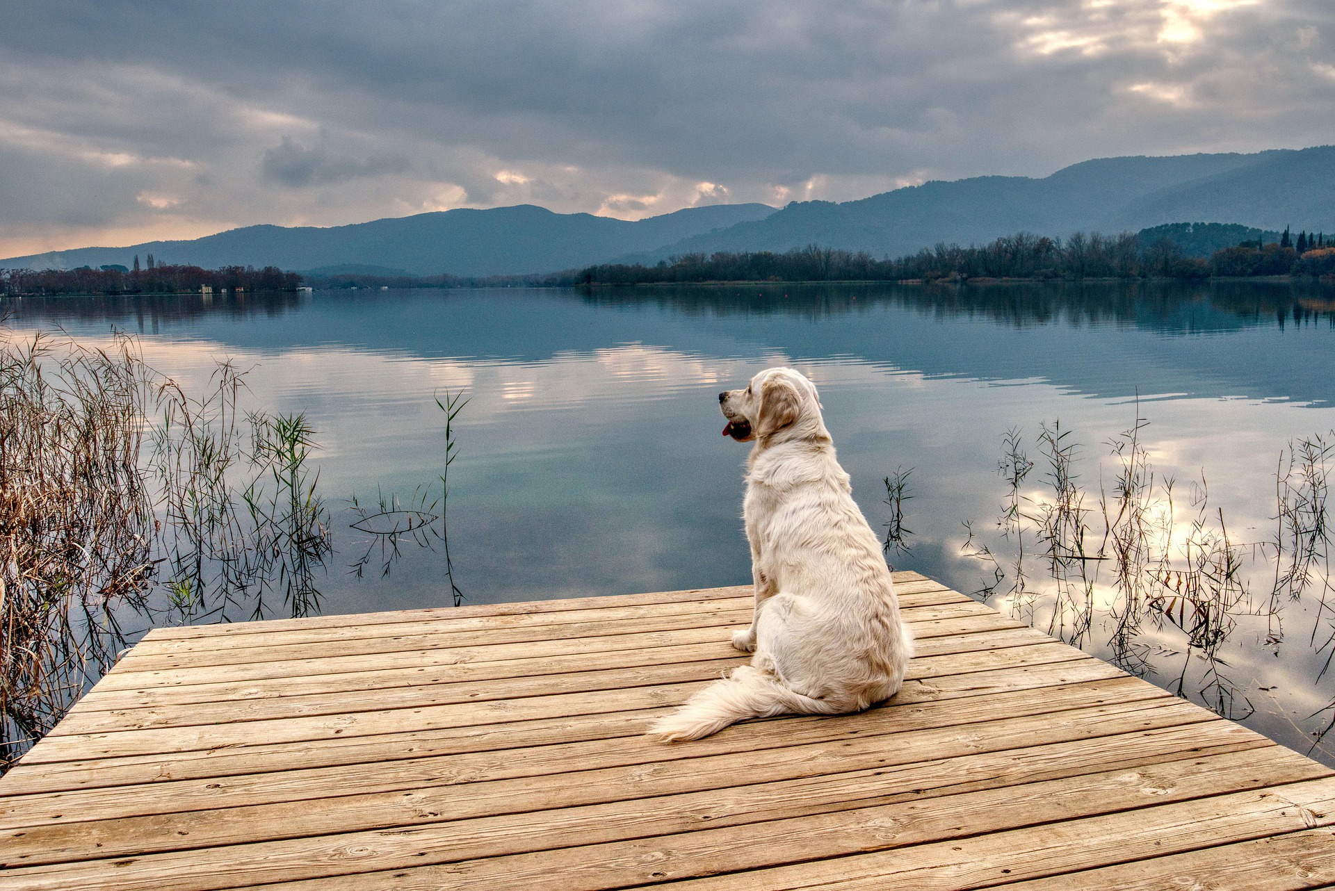 cane lago civitatis