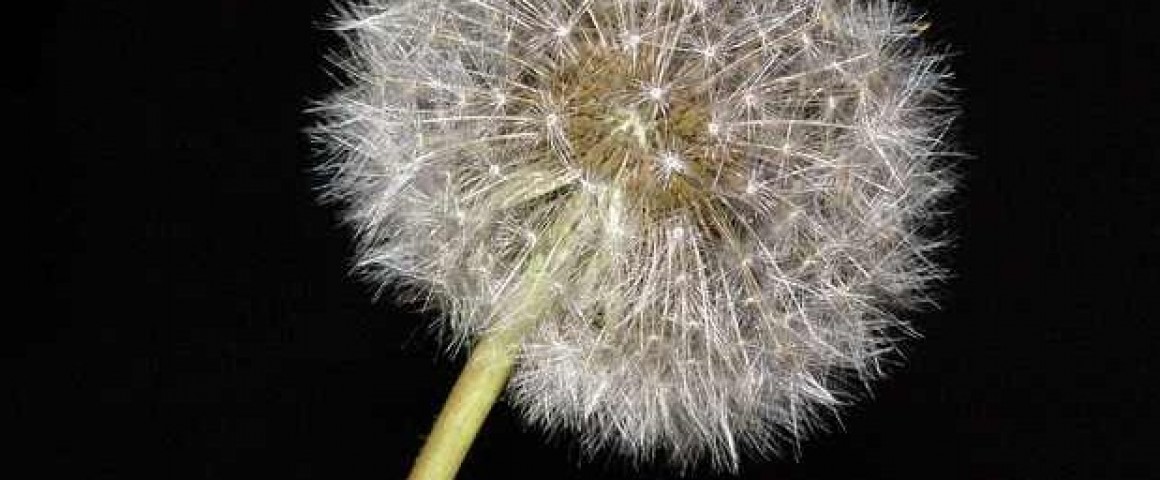 dandelion