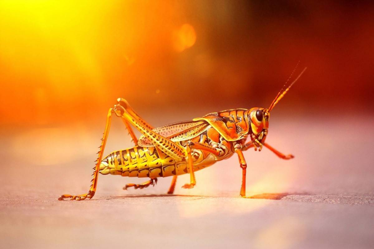 grasshopper-608364_1920