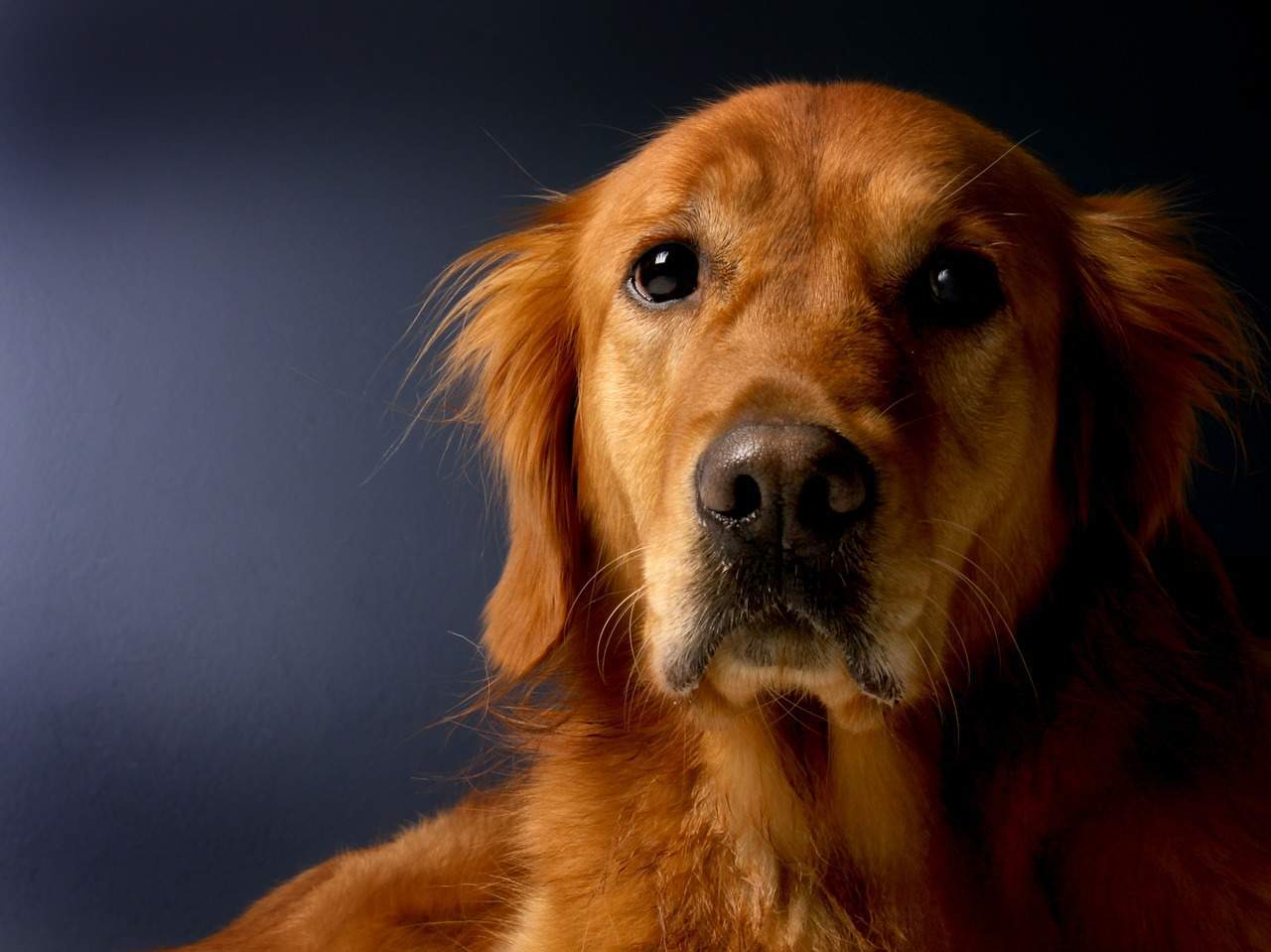 golden-retriever-620159_1280