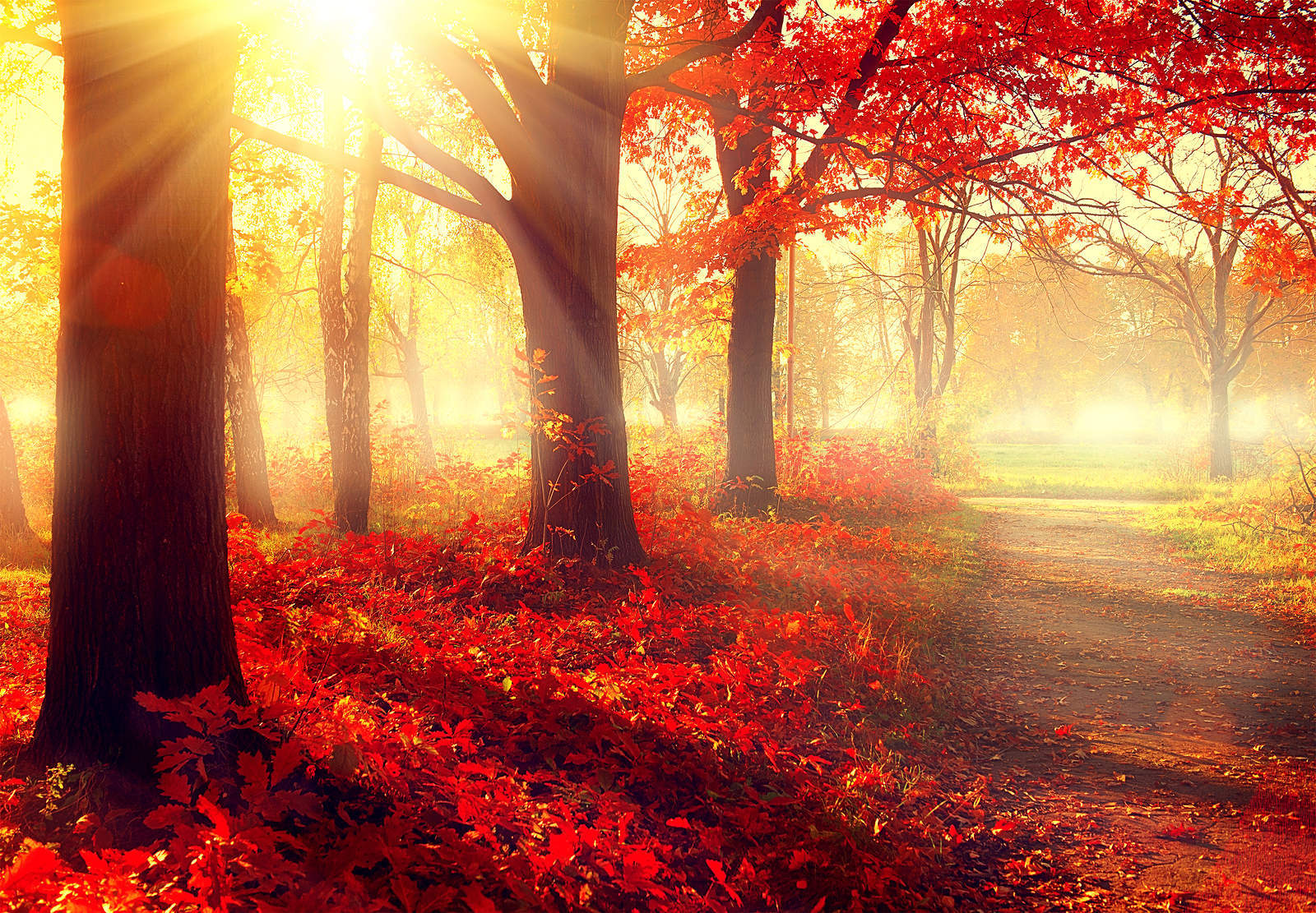 Autumn. Fall scene. Beautiful Autumnal park. Beauty nature scene