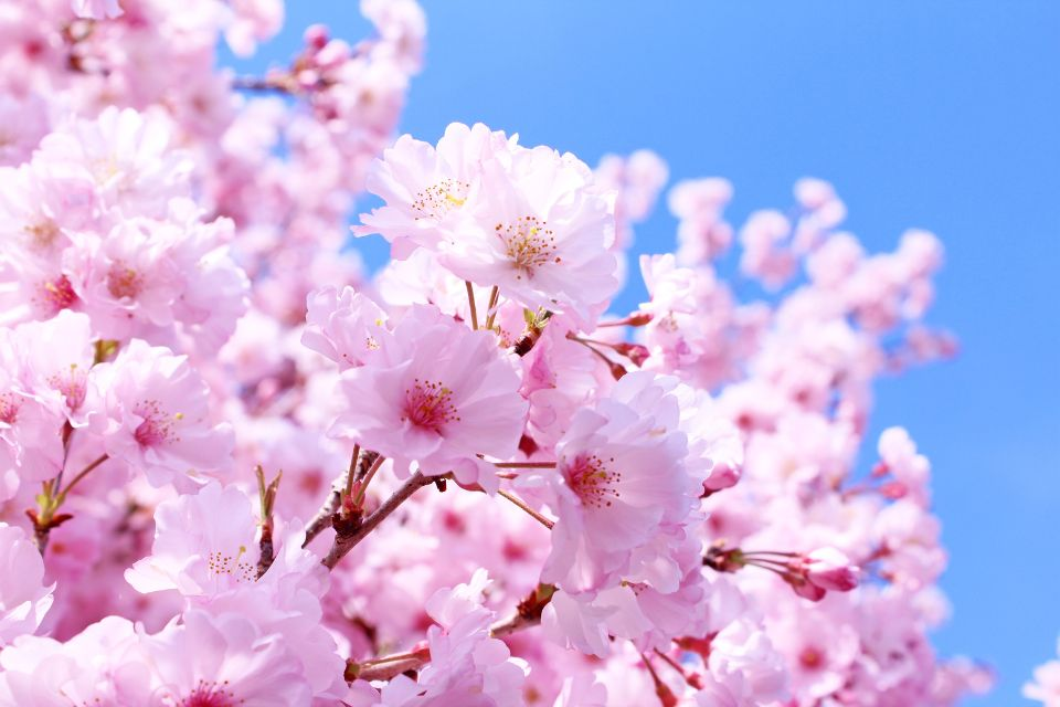 Experience the Elegance of Japanese House Plants!