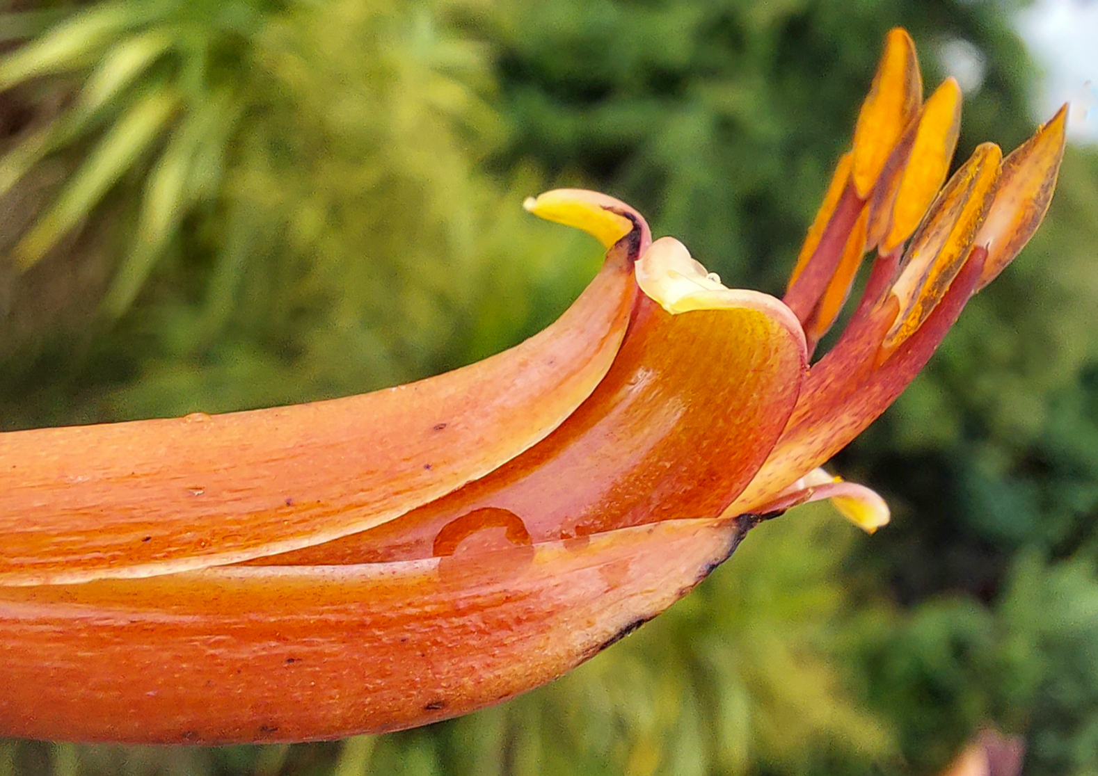 NZ harakeke flax plant flower close-up