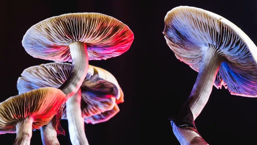 Australia has approved MDMA and psilocybin as medicines in world-first