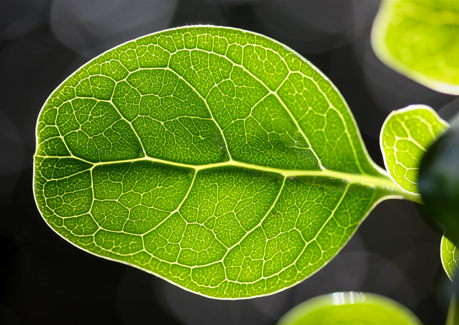 coprosma/karamu leaf close-up showng veins